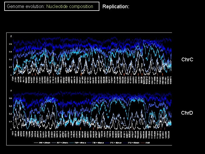 Genome evolution: Nucleotide composition Replication: Chr. C Chr. D Genome evolution: Nucleotide composition Replication: Chr. C Chr. D