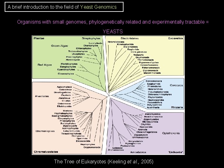 A brief introduction to the field of Yeast Genomics Organisms with small genomes, phylogenetically A brief introduction to the field of Yeast Genomics Organisms with small genomes, phylogenetically