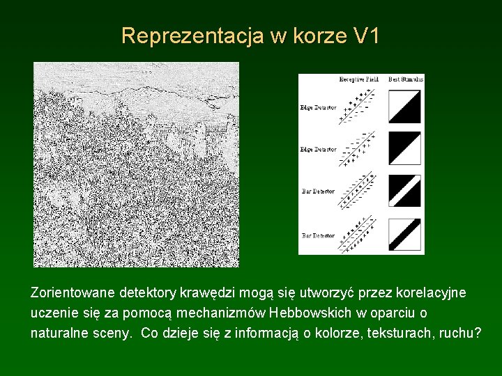 Reprezentacja w korze V 1 Zorientowane detektory krawędzi mogą się utworzyć przez korelacyjne uczenie