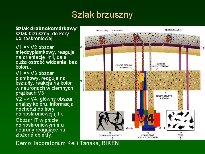 Szlak brzuszny Szlak drobnokomórkowy: szlak brzuszny, do kory dolnoskroniowej. V 1 => V 2