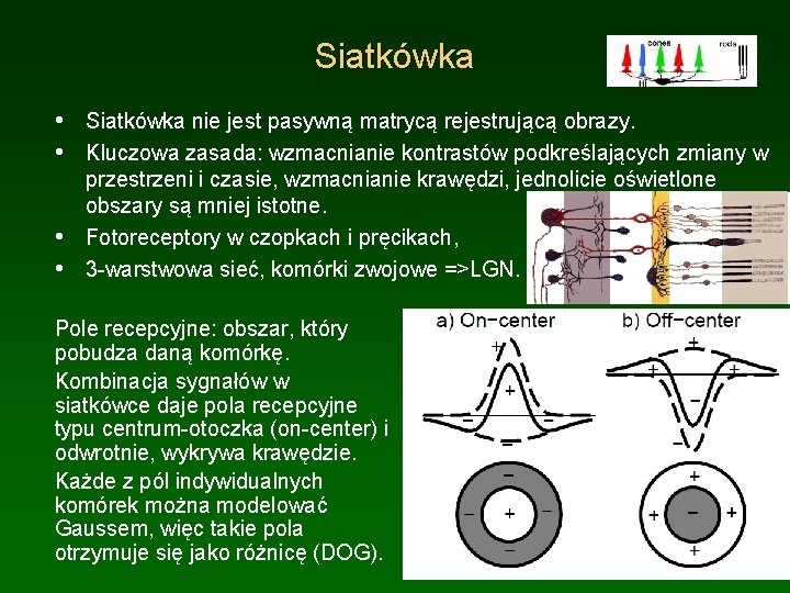 Siatkówka • Siatkówka nie jest pasywną matrycą rejestrującą obrazy. • Kluczowa zasada: wzmacnianie kontrastów