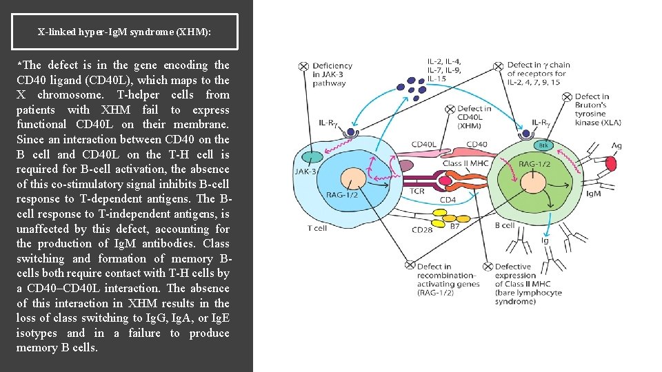 X-linked hyper-Ig. M syndrome (XHM): *The defect is in the gene encoding the CD