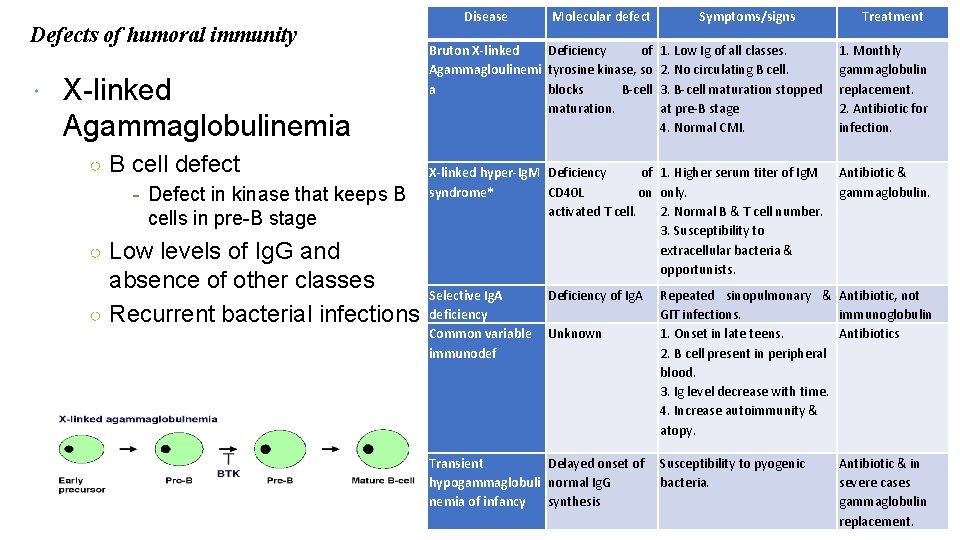 Defects of humoral immunity X-linked Agammaglobulinemia ○ B cell defect - Defect in kinase