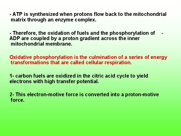  ATP is synthesized when protons flow back to the mitochondrial matrix through an