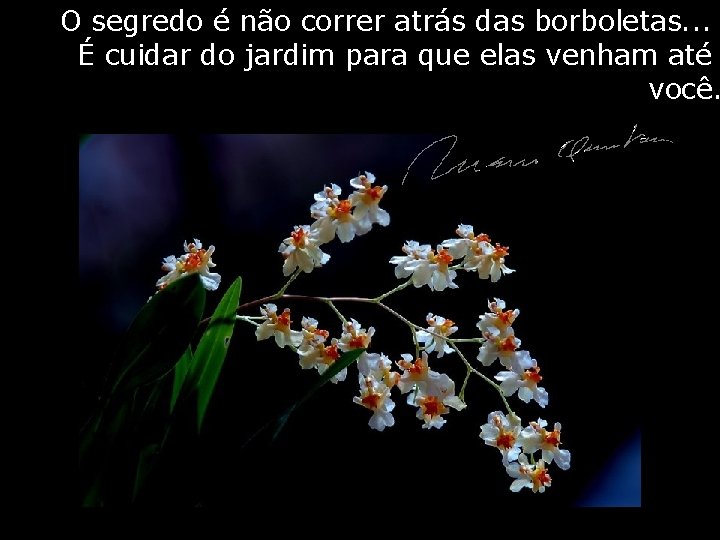 O segredo é não correr atrás das borboletas. . . É cuidar do jardim