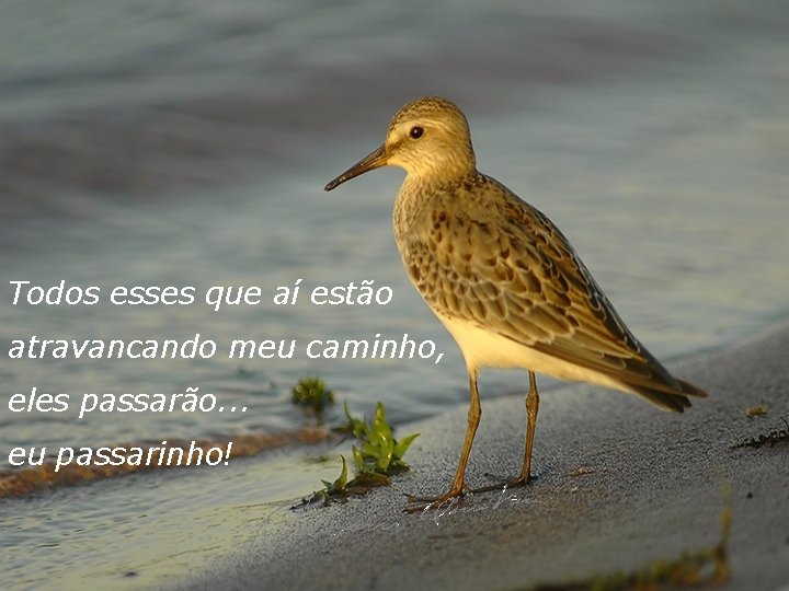Todos esses que aí estão atravancando meu caminho, eles passarão. . . eu passarinho!