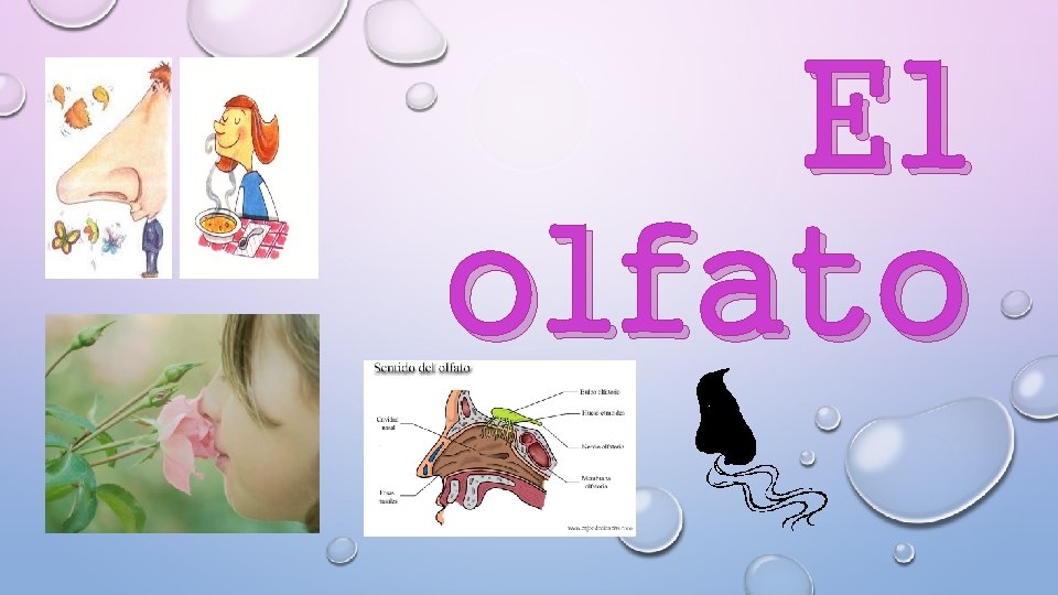 El olfato 
