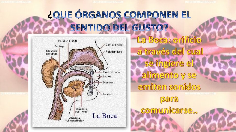 ¿ La Boca: orificio a través del cual se ingiere el alimento y se