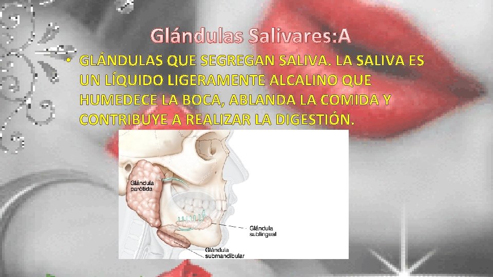 Glándulas Salivares: • GLÁNDULAS QUE SEGREGAN SALIVA. LA SALIVA ES UN LÍQUIDO LIGERAMENTE ALCALINO