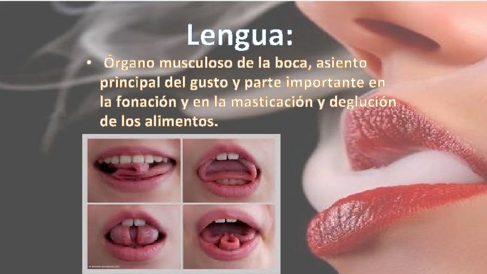 Lengua: • Órgano musculoso de la boca, asiento principal del gusto y parte importante