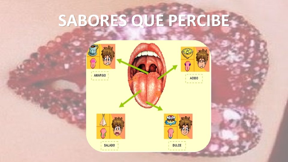 SABORES QUE PERCIBE 