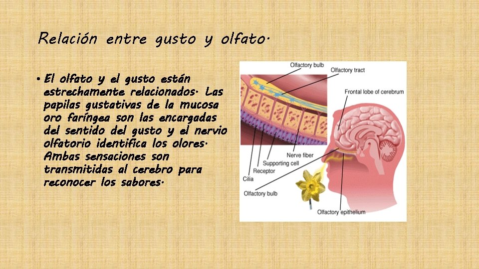 Relación entre gusto y olfato. • El olfato y el gusto están estrechamente relacionados.