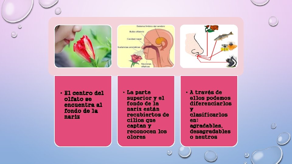  • El centro del olfato se encuentra al fondo de la nariz •