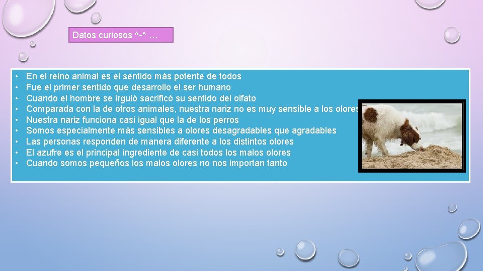 Datos curiosos ^-^ … • • • En el reino animal es el sentido