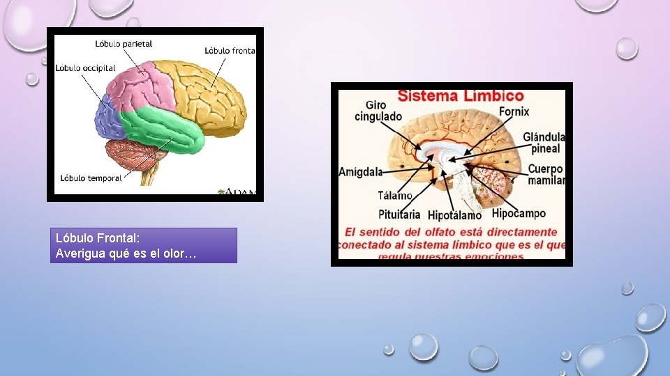 Lóbulo Frontal: Averigua qué es el olor… 