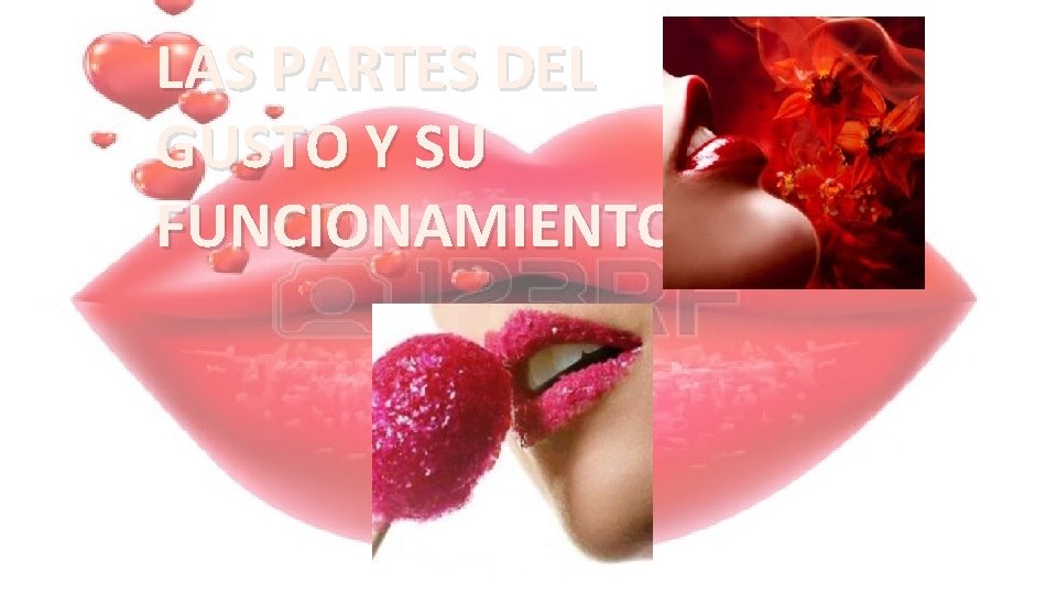 LAS PARTES DEL GUSTO Y SU FUNCIONAMIENTO 