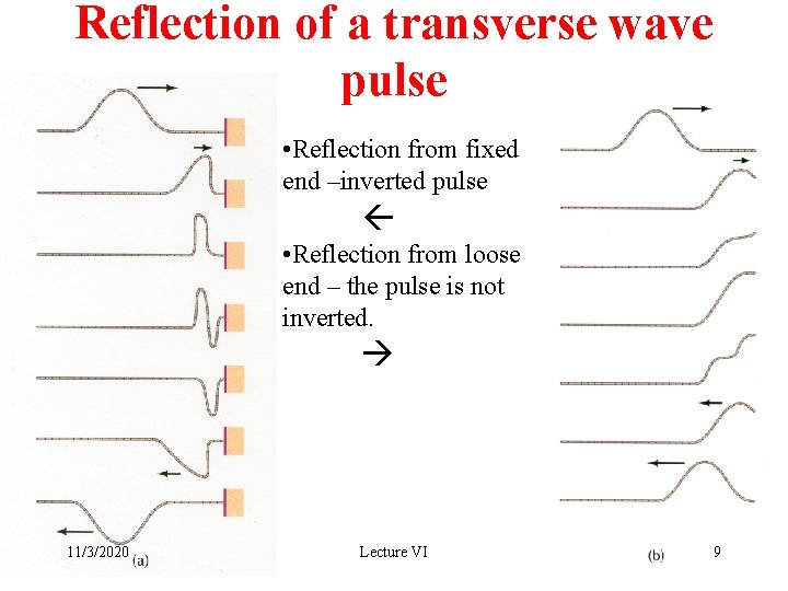 Reflection of a transverse wave pulse • Reflection from fixed end –inverted pulse •