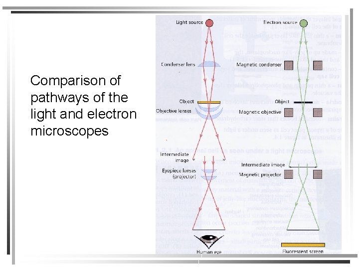 Comparison of pathways of the light and electron microscopes 