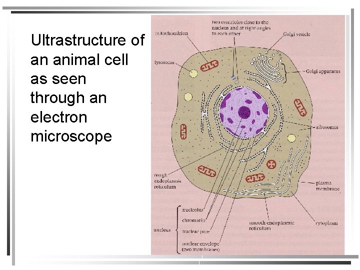 Ultrastructure of an animal cell as seen through an electron microscope 