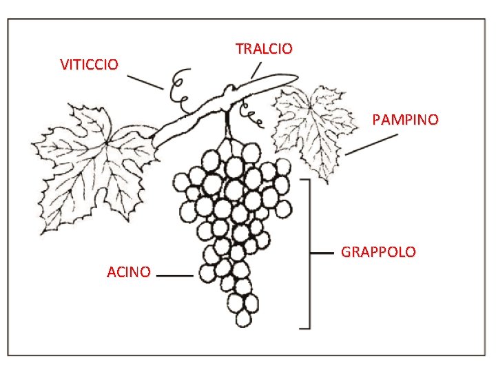 VITICCIO TRALCIO PAMPINO ACINO GRAPPOLO 