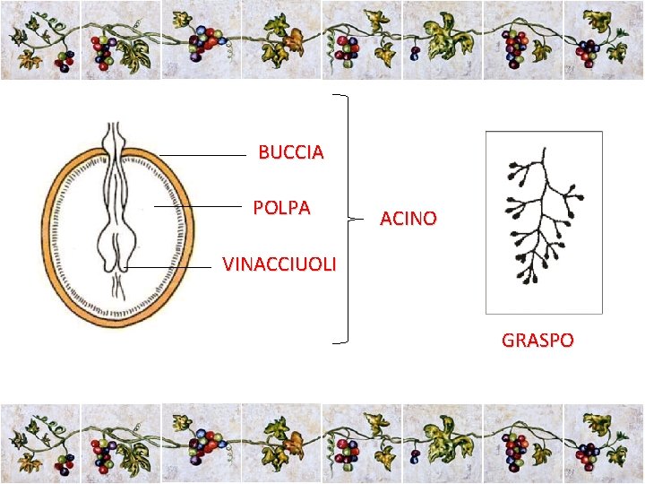 BUCCIA POLPA ACINO VINACCIUOLI GRASPO 