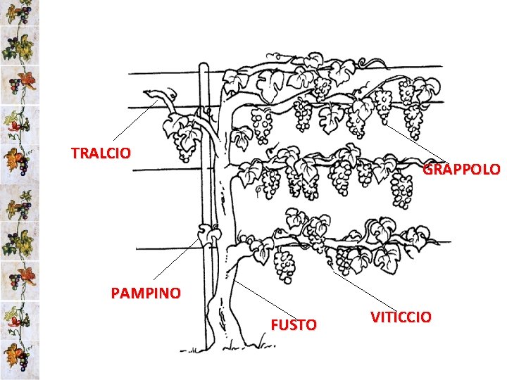 TRALCIO GRAPPOLO PAMPINO FUSTO VITICCIO 