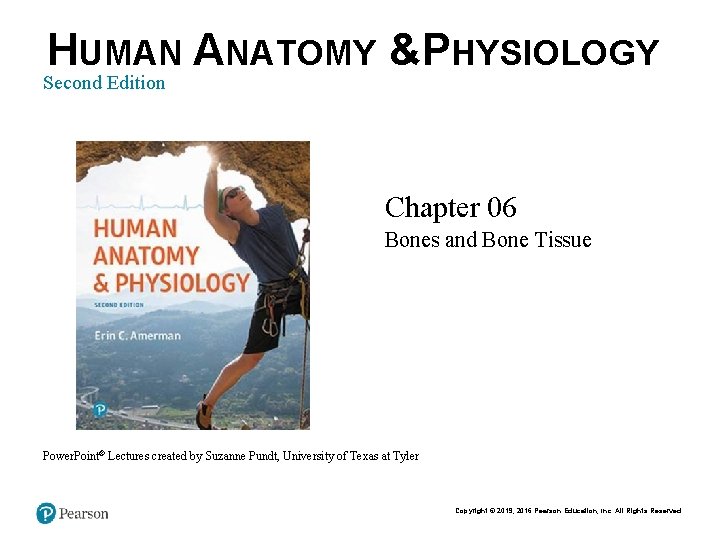 HUMAN ANATOMY &PHYSIOLOGY Second Edition Chapter 06 Bones and Bone Tissue Power. Point® Lectures