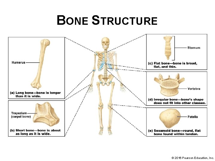 HUMAN ANATOMY PHYSIOLOGY Second Edition Chapter 06 Bones