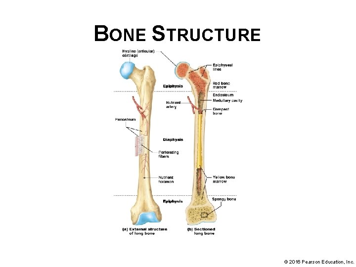 HUMAN ANATOMY PHYSIOLOGY Second Edition Chapter 06 Bones