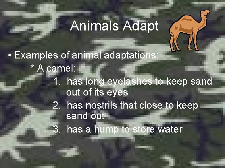 Animals Adapt • Examples of animal adaptations: * A camel: 1. has long eyelashes