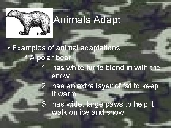 Animals Adapt • Examples of animal adaptations: * A polar bear: 1. has white