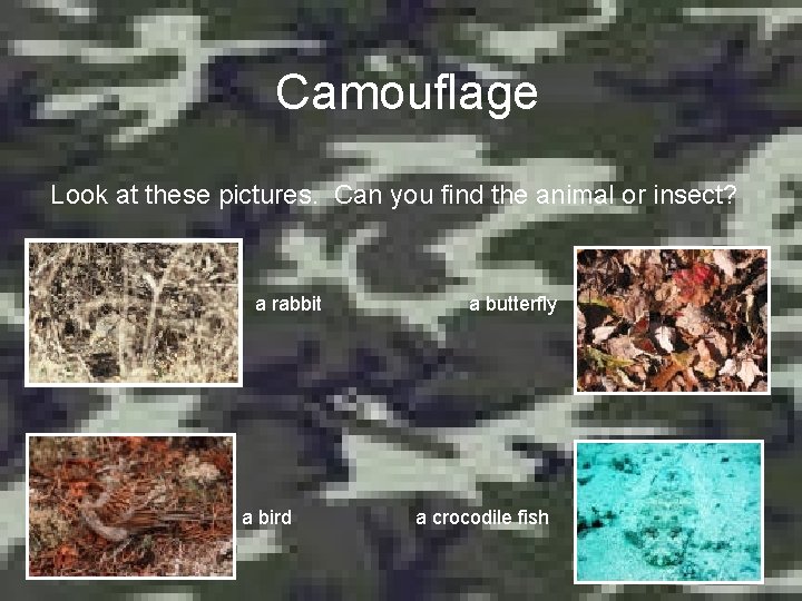 Camouflage Look at these pictures. Can you find the animal or insect? a rabbit