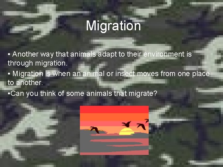 Migration • Another way that animals adapt to their environment is through migration. •