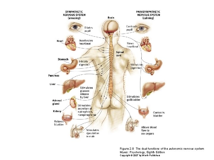 Figure 2. 8 The dual functions of the autonomic nervous system Myers: Psychology, Eighth
