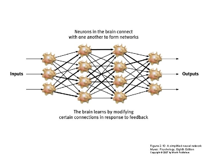 Figure 2. 10 A simplified neural network Myers: Psychology, Eighth Edition Copyright © 2007