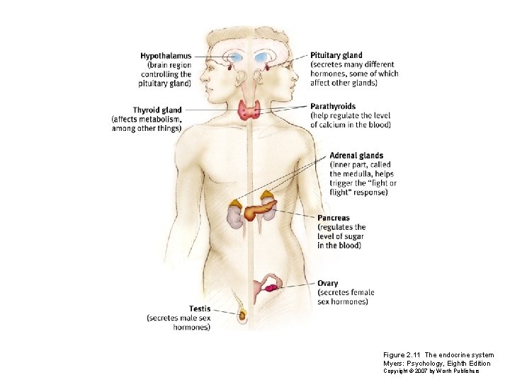 Figure 2. 11 The endocrine system Myers: Psychology, Eighth Edition Copyright © 2007 by