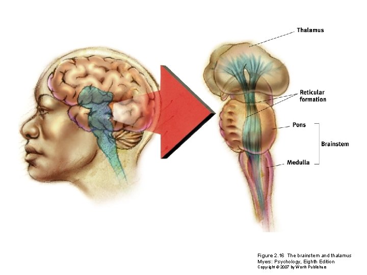 Figure 2. 16 The brainstem and thalamus Myers: Psychology, Eighth Edition Copyright © 2007