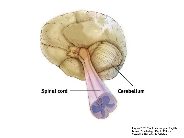 Figure 2. 17 The brain’s organ of agility Myers: Psychology, Eighth Edition Copyright ©