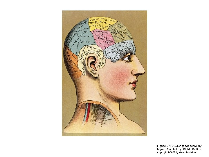 Figure 2. 1 A wrongheaded theory Myers: Psychology, Eighth Edition Copyright © 2007 by