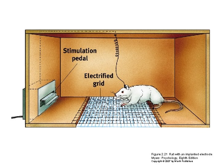 Figure 2. 21 Rat with an implanted electrode Myers: Psychology, Eighth Edition Copyright ©