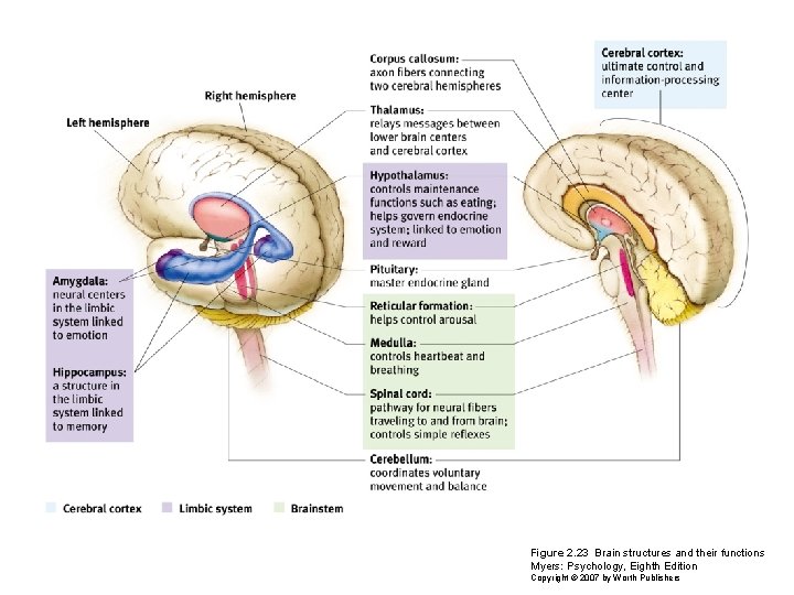 Figure 2. 23 Brain structures and their functions Myers: Psychology, Eighth Edition Copyright ©