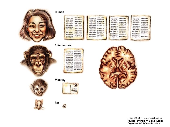 Figure 2. 24 The cerebral cortex Myers: Psychology, Eighth Edition Copyright © 2007 by