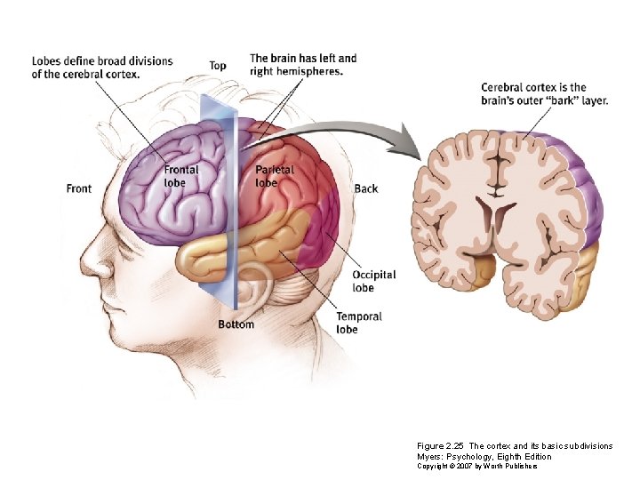 Figure 2. 25 The cortex and its basic subdivisions Myers: Psychology, Eighth Edition Copyright