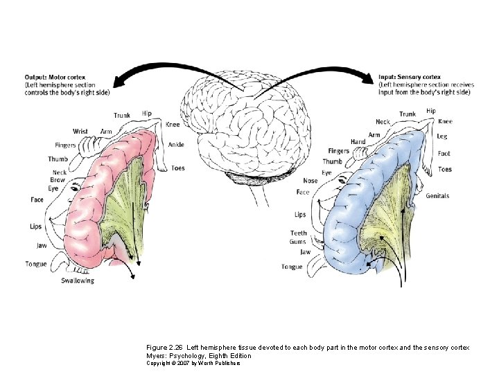 Figure 2. 26 Left hemisphere tissue devoted to each body part in the motor