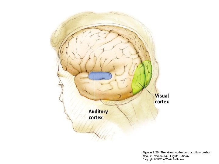 Figure 2. 29 The visual cortex and auditory cortex Myers: Psychology, Eighth Edition Copyright