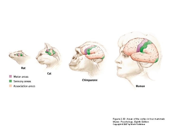 Figure 2. 30 Areas of the cortex in four mammals Myers: Psychology, Eighth Edition