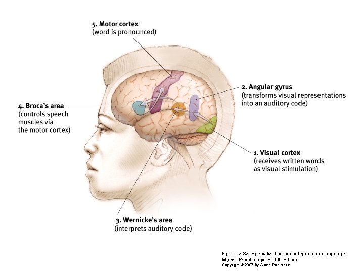 Figure 2. 32 Specialization and integration in language Myers: Psychology, Eighth Edition Copyright ©