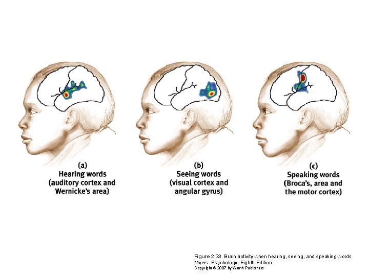 Figure 2. 33 Brain activity when hearing, seeing, and speaking words Myers: Psychology, Eighth