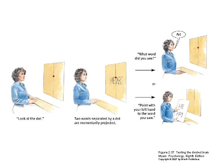 Figure 2. 37 Testing the divided brain Myers: Psychology, Eighth Edition Copyright © 2007