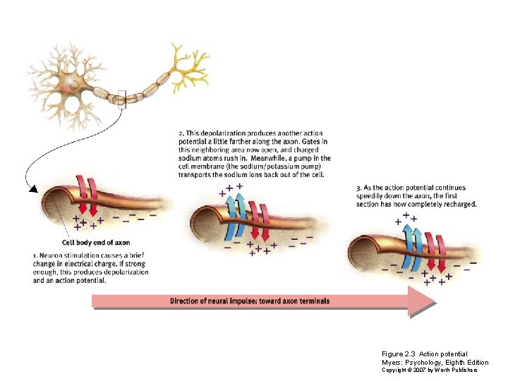 Figure 2. 3 Action potential Myers: Psychology, Eighth Edition Copyright © 2007 by Worth